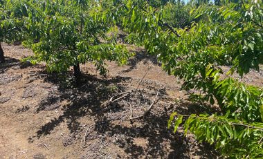 Venta hermosa parcela 2,6 hectáreas de cultivo árboles frutales - Malloa, Chillán
