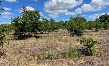Venta hermosa parcela 2,6 hectáreas de cultivo árboles frutales - Malloa, Chillán