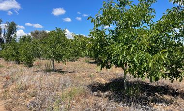 Venta hermosa parcela 2,6 hectáreas de cultivo árboles frutales - Malloa, Chillán