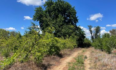 Venta hermosa parcela 2,6 hectáreas de cultivo árboles frutales - Malloa, Chillán