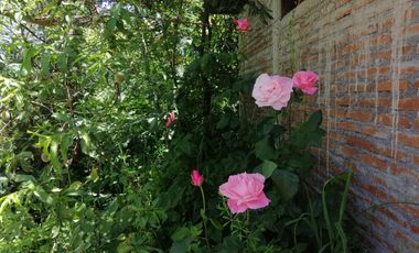 Venta hermosa parcela 2,6 hectáreas de cultivo árboles frutales - Malloa, Chillán