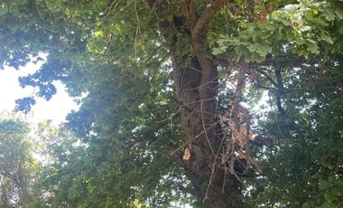 Venta hermosa parcela 2,6 hectáreas de cultivo árboles frutales - Malloa, Chillán