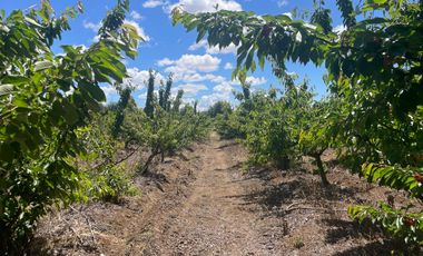 Venta hermosa parcela 2,6 hectáreas de cultivo árboles frutales - Malloa, Chillán