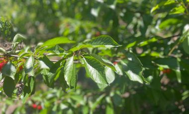 Venta hermosa parcela 2,6 hectáreas de cultivo árboles frutales - Malloa, Chillán