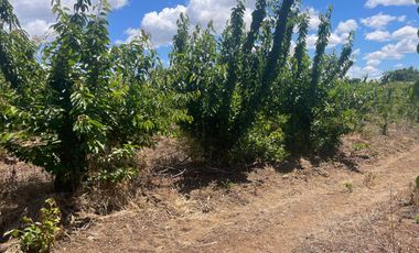 Venta hermosa parcela 2,6 hectáreas de cultivo árboles frutales - Malloa, Chillán