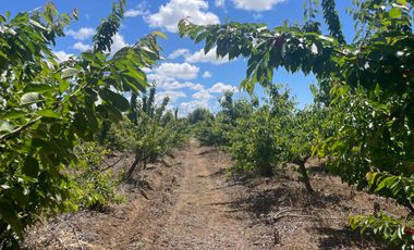 Venta hermosa parcela 2,6 hectáreas de cultivo árboles frutales - Malloa, Chillán