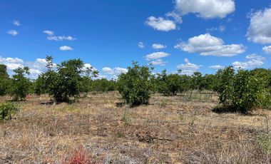 Venta hermosa parcela 2,6 hectáreas de cultivo árboles frutales - Malloa, Chillán