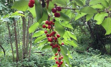 Venta parcela + cabaña con acceso a Río Chillán - Camino Las Mariposas Km 17,5