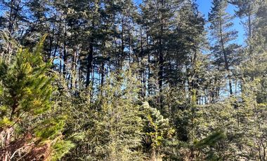 Parcelas Con Vista Al Volcán A 20 Min De Lican Ray