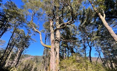 Parcelas Con Vista Al Volcán A 20 Min De Lican Ray