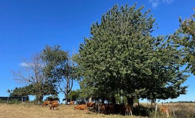 Vende parcela Soleada, Sector Paraguay Chico, Los Muermos.