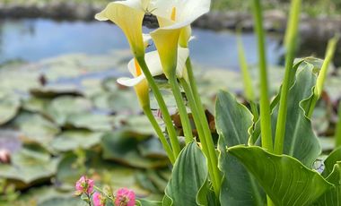 Exclusiva Casa En Pucón