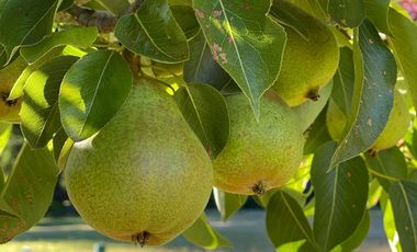 Exclusiva Casa En Pucón