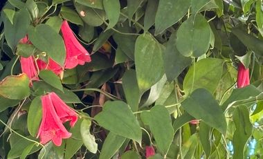 Exclusiva Casa En Pucón