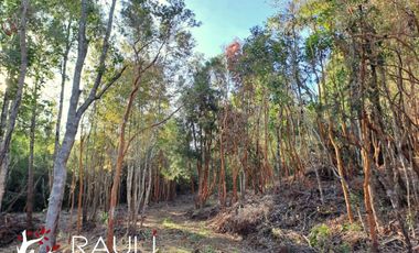 Parcela en Venta de 5.138 m2, Sector Pichihuape