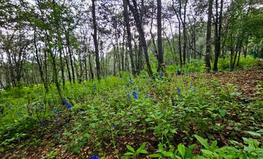 Venta QUINTA ANDREA HUASCA BOSCOSO