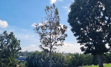 Php 23k/SQM - RUSH SALE! Prime Lot in Manila Southwoods Phase 5 – Unobstructed Laguna de Bay & Mt. Makiling Views!