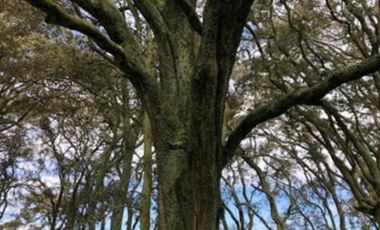 Rancho en venta 40 Hect. en Jilotepec Edo.Méx.privilegiado,Bella Ecología,casa colonial,caballerizas,3 presas de agua,delimitado, todos los servicios.