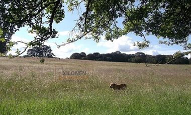 Rancho en venta 40 Hect. en Jilotepec Edo.Méx.privilegiado,Bella Ecología,casa colonial,caballerizas,3 presas de agua,delimitado, todos los servicios.