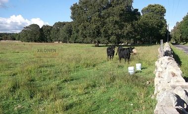 Rancho en venta 40 Hect. en Jilotepec Edo.Méx.privilegiado,Bella Ecología,casa colonial,caballerizas,3 presas de agua,delimitado, todos los servicios.