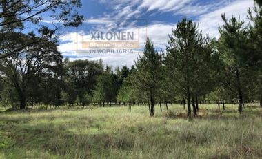 Rancho en venta 40 Hect. en Jilotepec Edo.Méx.privilegiado,Bella Ecología,casa colonial,caballerizas,3 presas de agua,delimitado, todos los servicios.