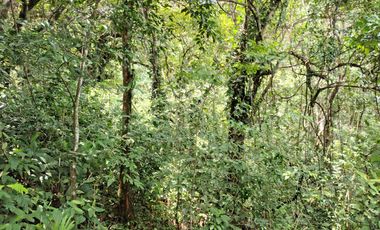 FINCA DE 30 HS CON RIO EN EL SECTOR DEL PARQUE TAYRONA SANTA MARTA.
