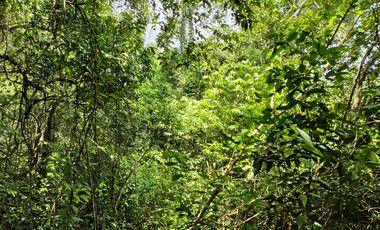 FINCA DE 30 HS CON RIO EN EL SECTOR DEL PARQUE TAYRONA SANTA MARTA.