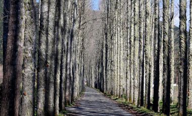 Parcela 5.000 m² en exclusivo Loteo Alto Río – Valdivia