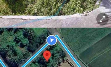 JUAL TANAH 1500 m2 (15 are), LOKASI JORONG KELAYU, KEC. SELONG, LOMBOK TIMUR