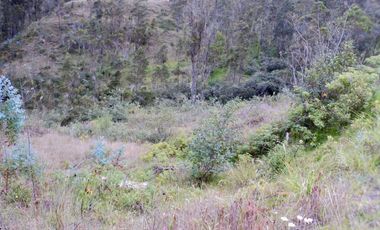 TERRENOS EN VENTA ubicados en el sector de Mesaloma, Déleg