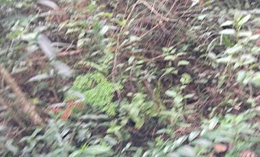 terreno de 7500 m2 en VENTA. EN Barrio 5. Los Reyes Acaxochitlan. Hgo.