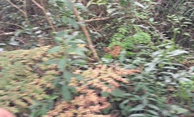 terreno de 7500 m2 en VENTA. EN Barrio 5. Los Reyes Acaxochitlan. Hgo.