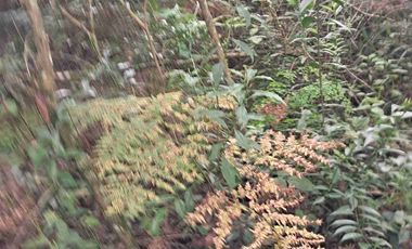 terreno de 7500 m2 en VENTA. EN Barrio 5. Los Reyes Acaxochitlan. Hgo.