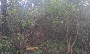 terreno de 7500 m2 en VENTA. EN Barrio 5. Los Reyes Acaxochitlan. Hgo.