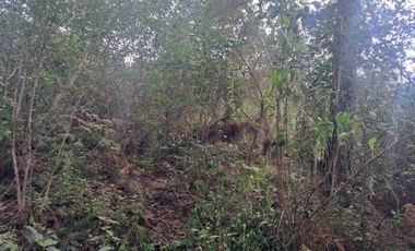 terreno de 7500 m2 en VENTA. EN Barrio 5. Los Reyes Acaxochitlan. Hgo.