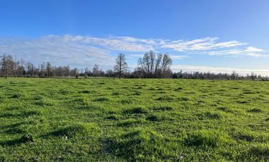 SE VENDEN Parcelas de 5000 m2 a 15 kms. de Osorno en NUEVO PROYECTO