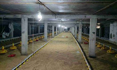 jual kandang ayam boiler ( ayam potong)