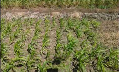 ‼️JUAL CEPAT‼️TANAH KAVLING PERUMAHAN ASRI PRANTI MENGANTI SBY BARAT