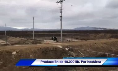 Venta Camaronera intensiva en Chanduy 100 hectáreas - N21