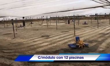 Venta Camaronera intensiva en Chanduy 100 hectáreas - N21