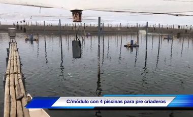 Venta Camaronera intensiva en Chanduy 100 hectáreas - N21