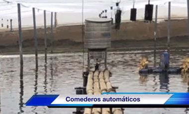 Venta Camaronera intensiva en Chanduy 100 hectáreas - N21