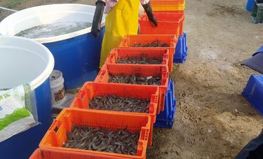 Venta Camaronera intensiva en Chanduy 100 hectáreas - N21