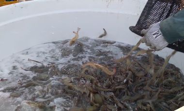 Venta Camaronera intensiva en Chanduy 100 hectáreas - N21