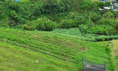 EN VENTA LOTE DE 49.000 SOBRE LA VARIANTE LA ROMELIA EL POLLO