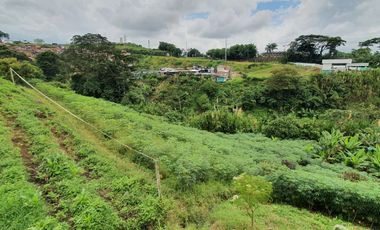 EN VENTA LOTE DE 49.000 SOBRE LA VARIANTE LA ROMELIA EL POLLO