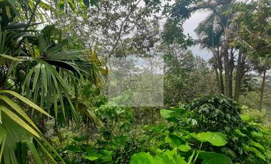 VENTA PEQUEÑA FINCA FILANDIA QUINDIO