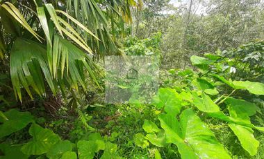 VENTA PEQUEÑA FINCA FILANDIA QUINDIO