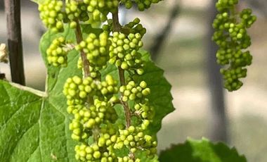 Venta de Magnifico Rancho en Hualahuises