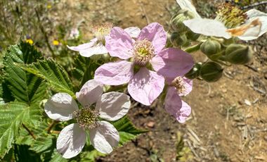 Campo en Los Muermos, Yerbas Buenas – Región de Los Lagos